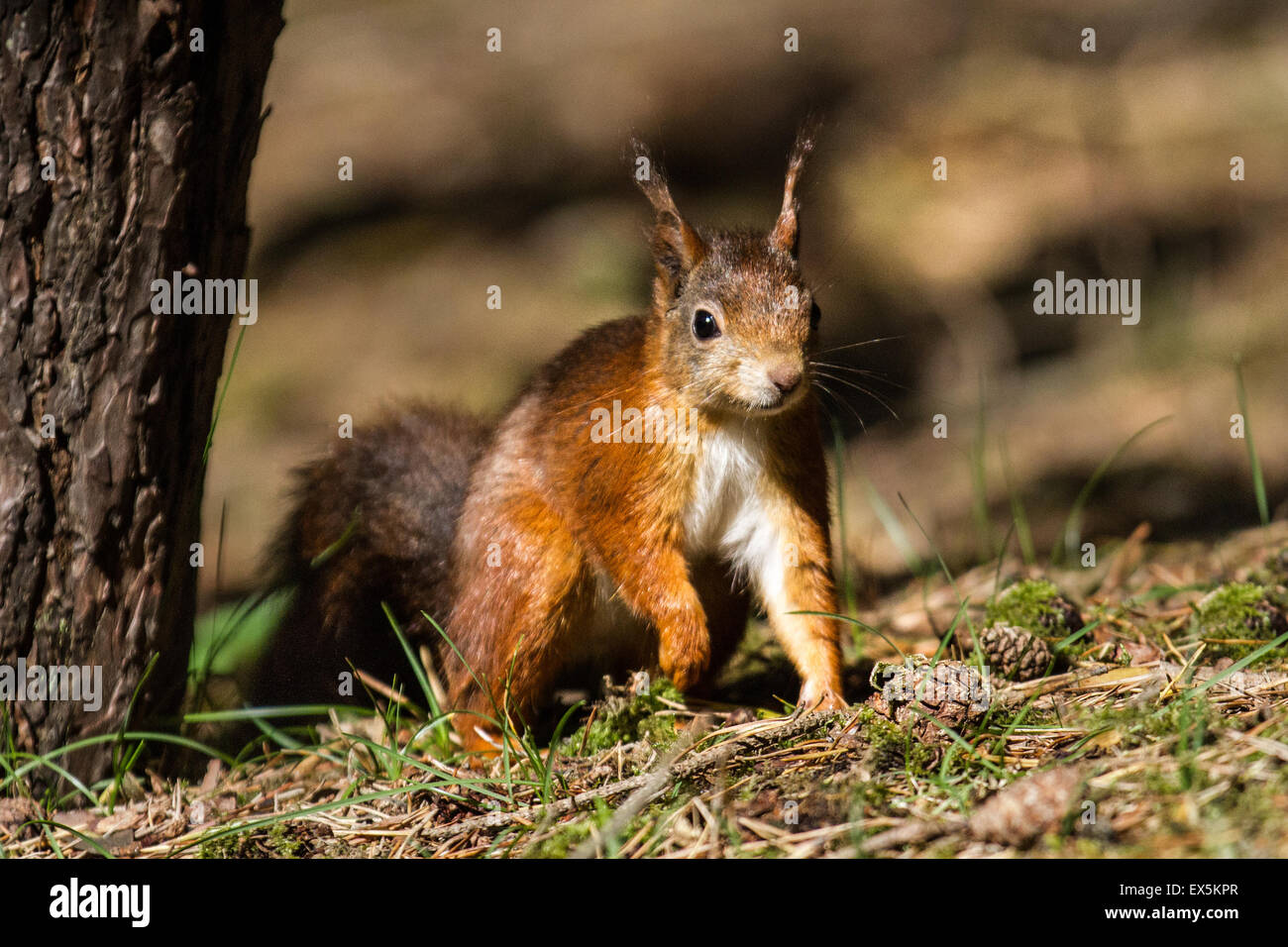 Formby, MERSEYSIDE REGNO UNITO 7 Luglio, 2015. Focolaio di scoiattolo rosso varicella temuto con un animale in Blundellsands, vicino Formby, scoperto con funzionalità avanzate di caso di scoiattolo varicella e che è stato messo giù da un veterinario locale, secondo il Lancashire Wildlife Trust (LWT). Un precedente focolaio nel 2008 quasi spazzato via gli scoiattoli rossi nel Merseyside e West Lancashire. La fiducia è di spingere il pubblico a diventare 'squirrel consapevole' per impedire la diffusione della malattia, impostando scoiattolo grigio trappole nei loro giardini, fornito dalla fiducia. Qualsiasi catturato grigi saranno poi smaltiti. Foto Stock