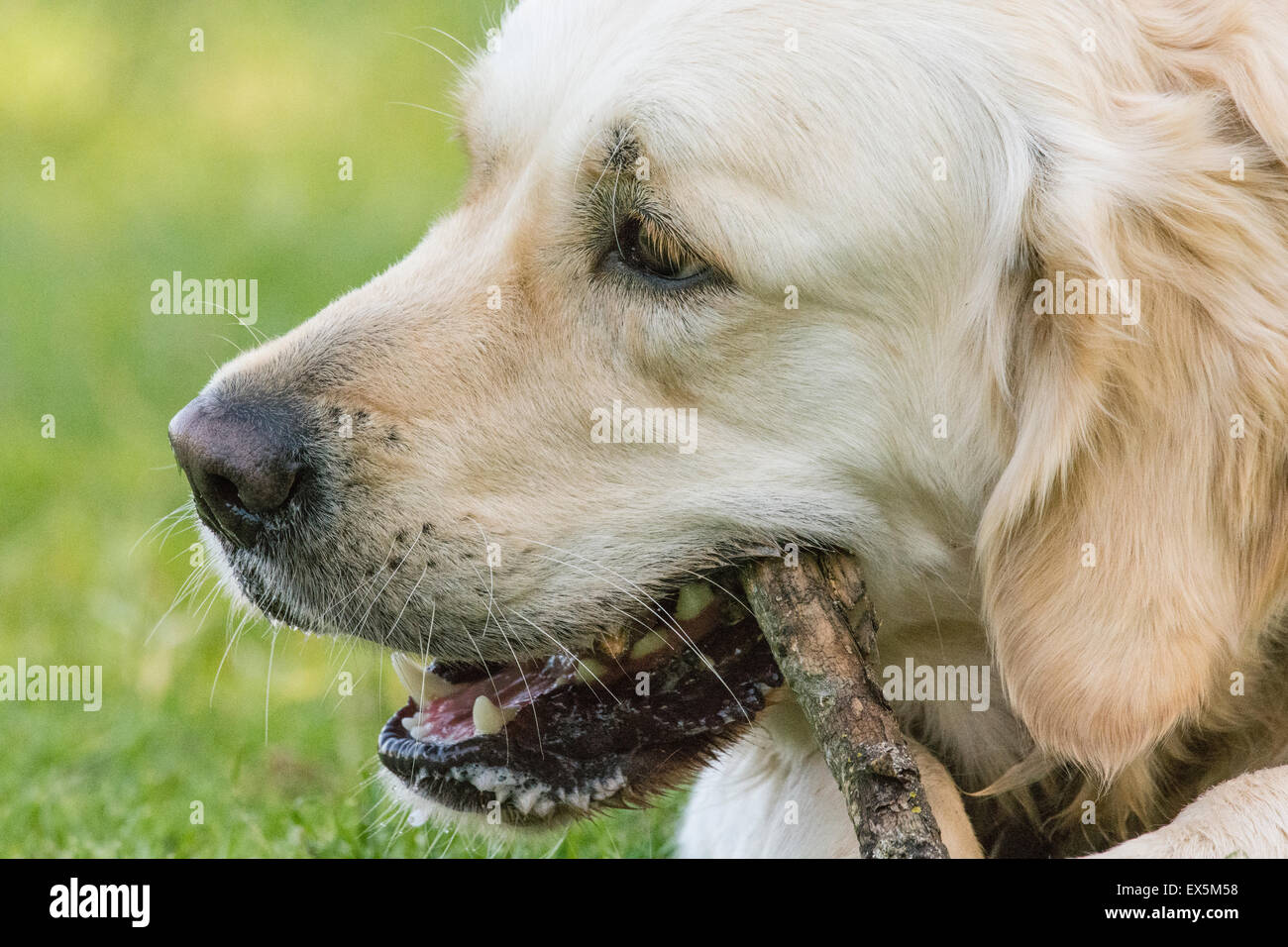 Il Golden Retriever Foto Stock