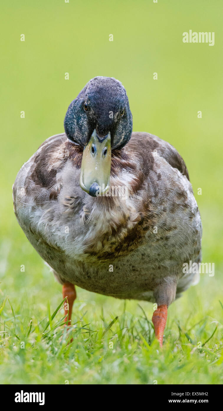 Mallard Duck godendo il sole Foto Stock