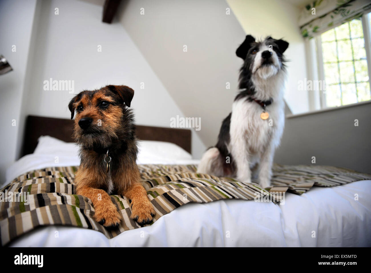 Cani al cane friendly hotel Washbourne Court (ora stragi Country Inn) in Lower Slaughter, GLOUCESTERSHIRE REGNO UNITO Foto Stock