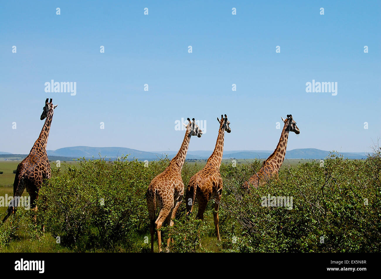 Giraffe - Masai Mara - Kenya Foto Stock