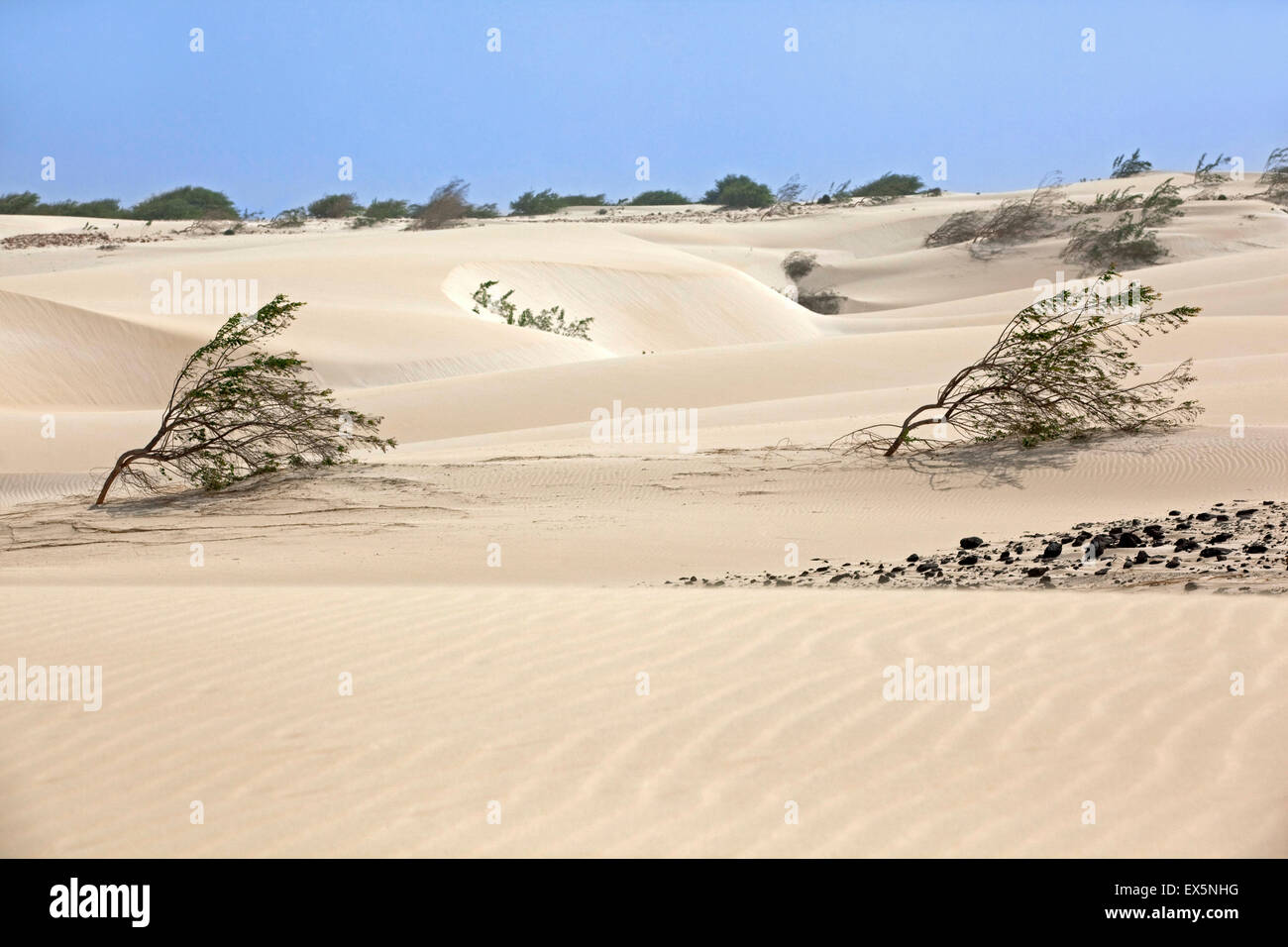 Arbusti crescono in dune di sabbia bianca sull'isola di Boa Vista Capo Verde / Cabo Verde, Africa occidentale Foto Stock