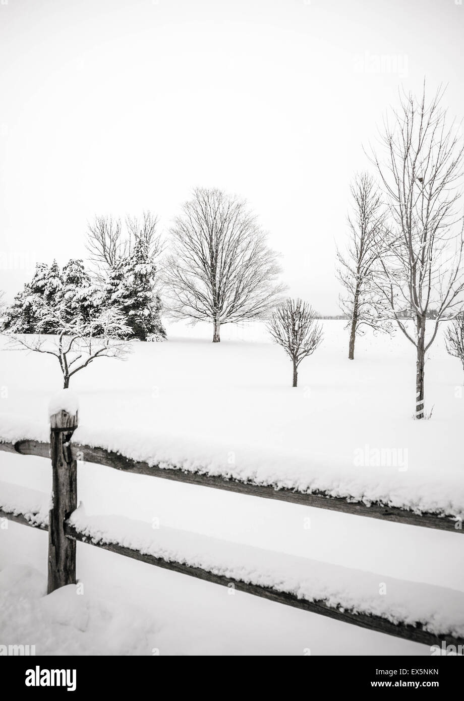 Albero solitario in una coperta di neve campo al mattino Foto Stock
