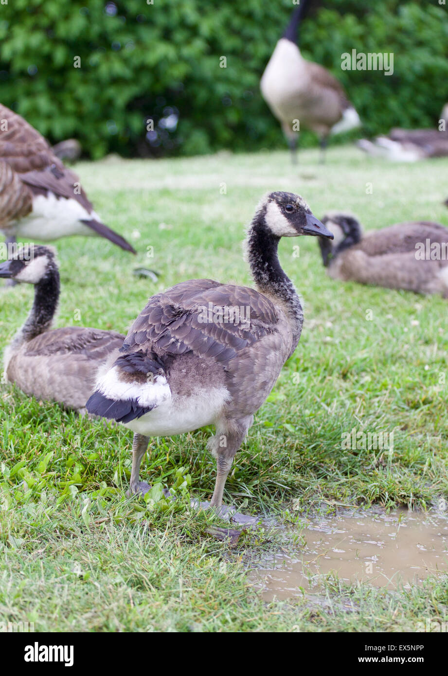 La famiglia di giovani oche cackling sul verde del campo di erba Foto Stock