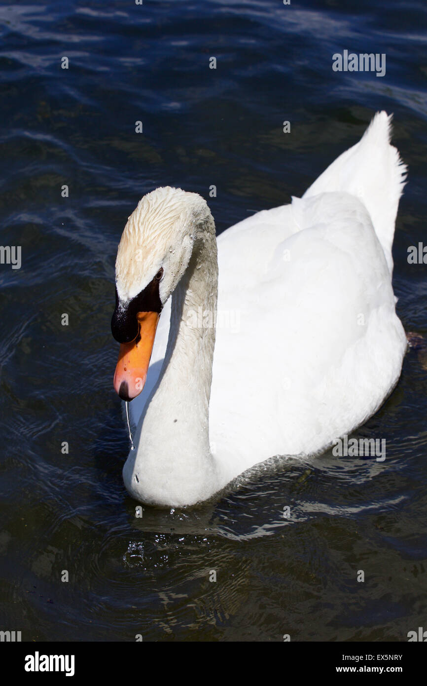 Close-up del maschio cigno nell'acqua del lago Foto Stock