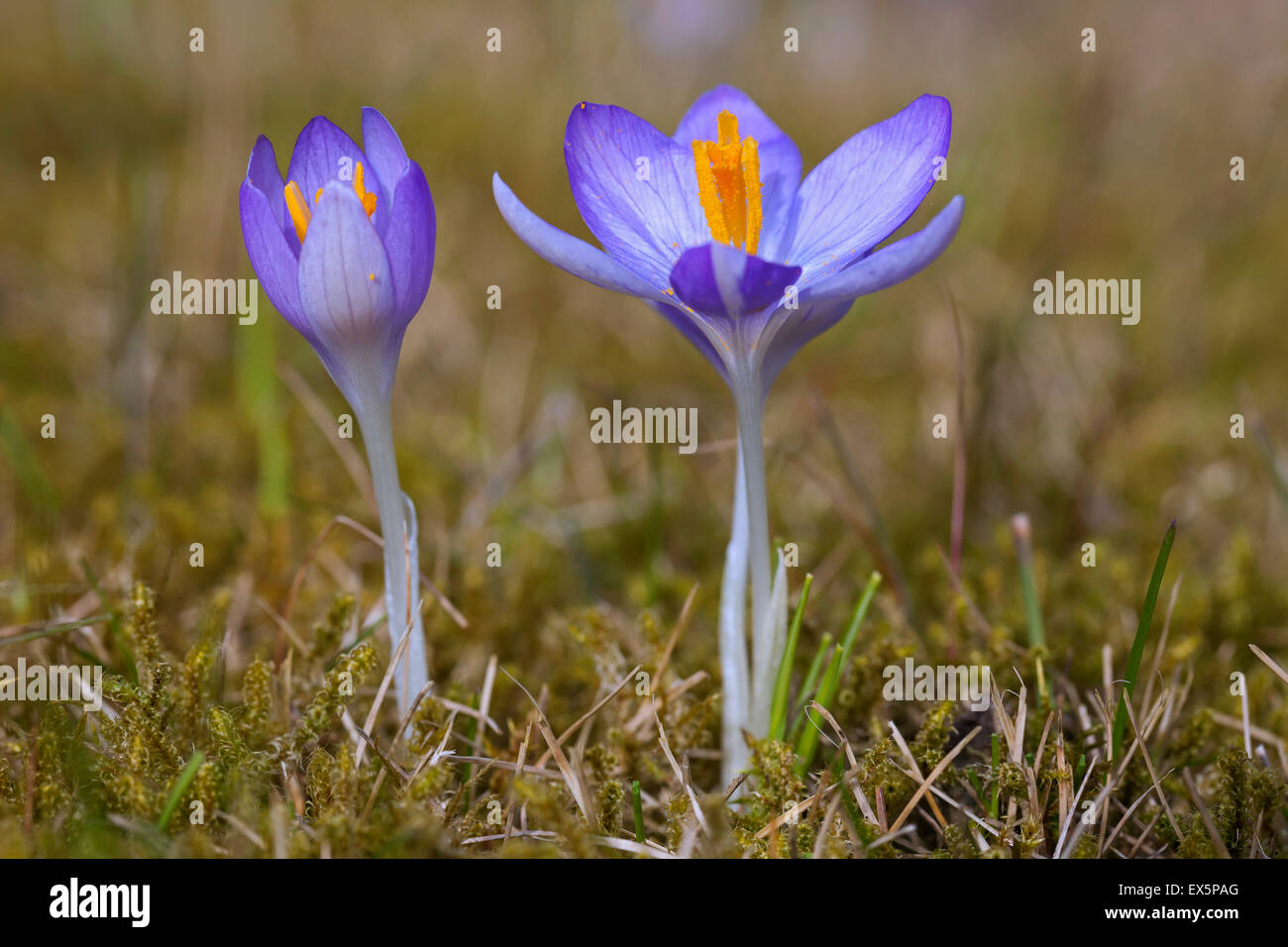 Due molle di crochi / Giant croci (crocus vernus albiflorus) fioritura in primavera Foto Stock