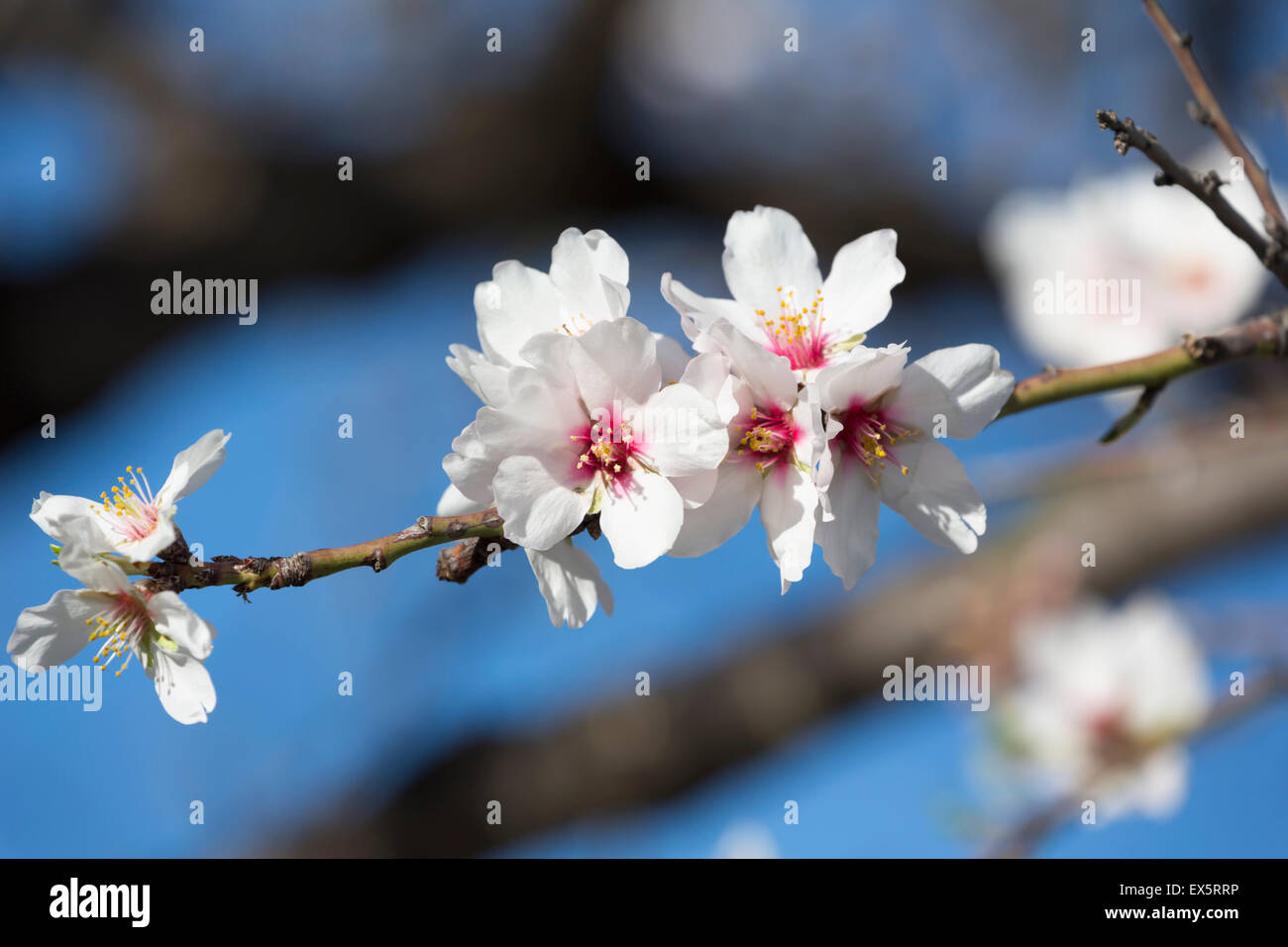 Fiore di mandorla, Prunus dulcis. Foto Stock