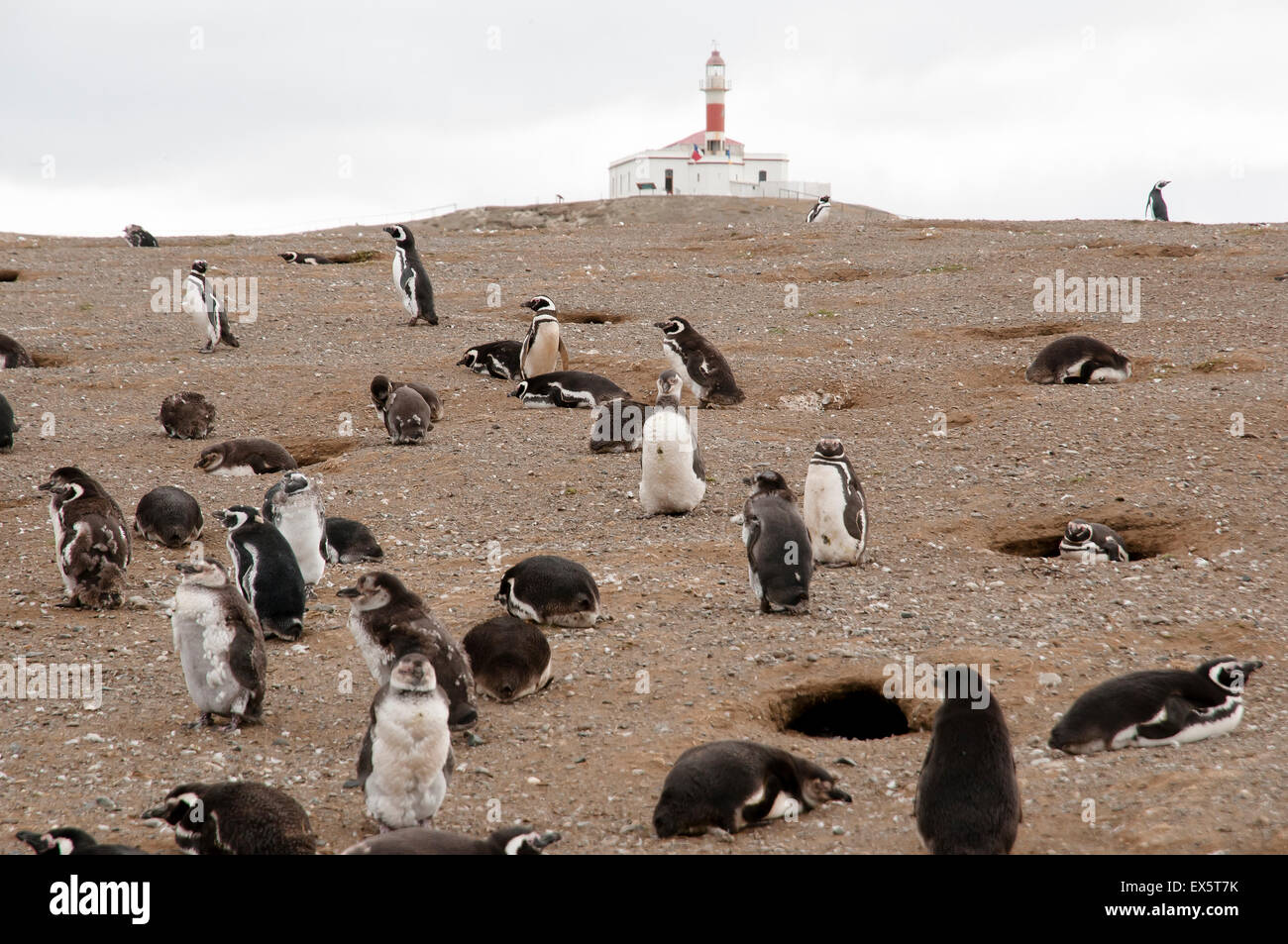 Penguins - Isola di Magdalena - Cile Foto Stock