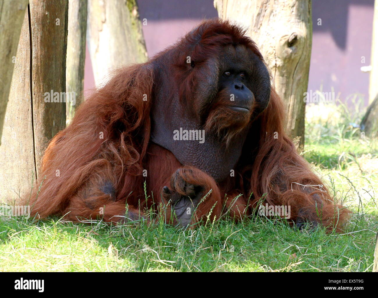 Coppia maschio alfa Kevin, Bornean orangutan (Pongo pygmaeus) a Apenheul primate Zoo, Apeldoorn, Paesi Bassi Foto Stock
