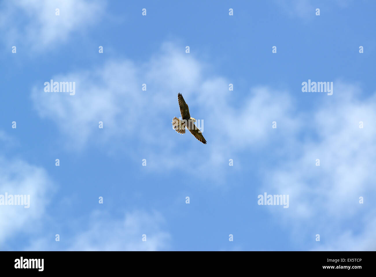 Il cielo blu con un falco pellegrino Falco peregrinus Foto Stock