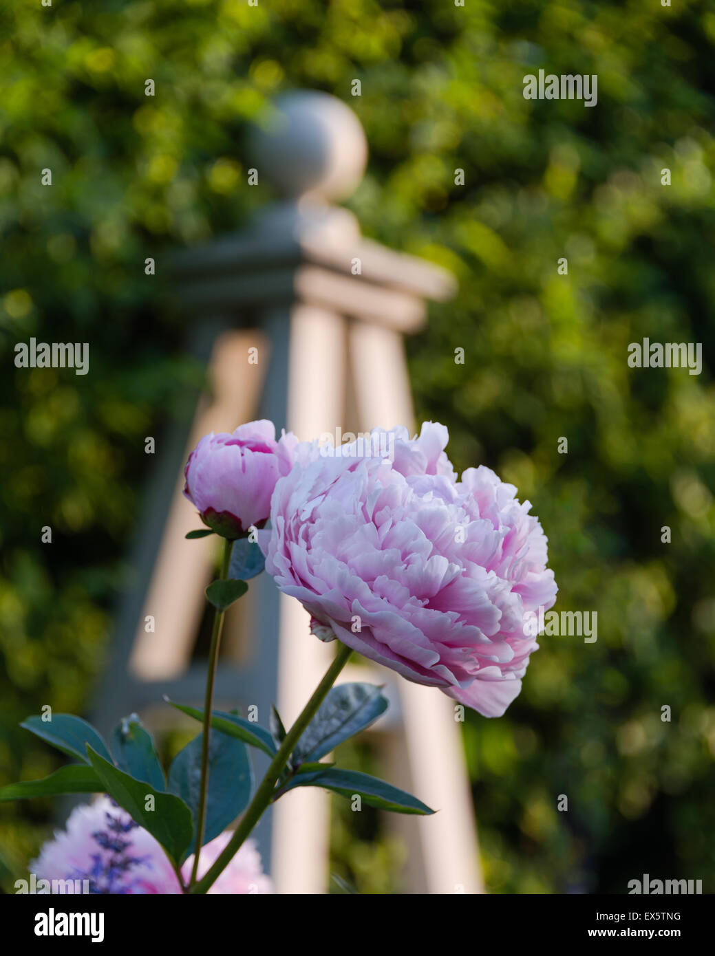 Dettaglio di un rosa peonia (Paeonia) Foto Stock