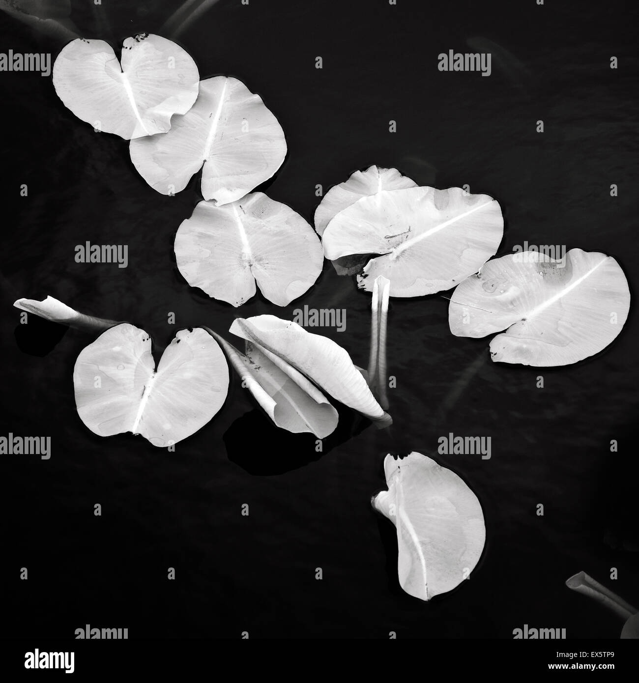Fotografia in bianco e nero con ninfee fronde su Horsepasture piscine in primavera su Cannock Chase AONB Foto Stock