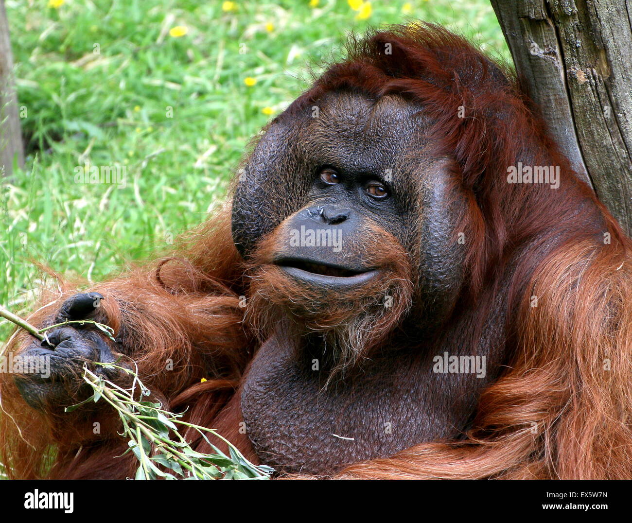 La tua amica maschio maturo Bornean orangutan (Pongo pygmaeus) alimentazione su foglie Foto Stock