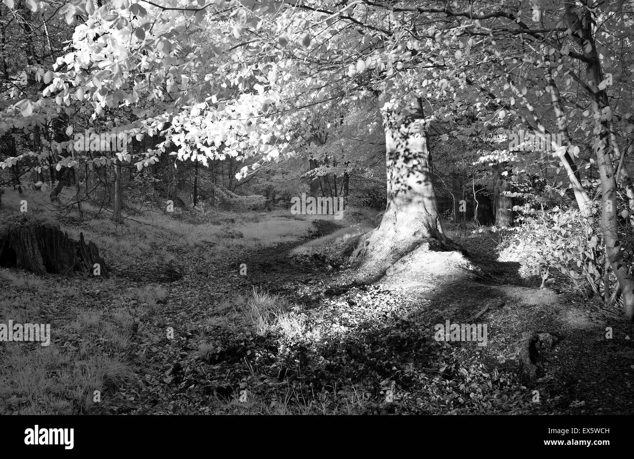 Fotografia in bianco e nero di bosco in primavera con bosco di faggi che ospita la sera raggi di sole su Cannock Chase AONB Foto Stock