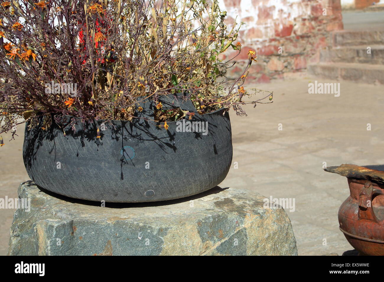 Quasi fiori secchi di una pianta cresciuta in un pneumatico utilizzato come plantpot impostato su una grossa pietra in cantiere. Pelkhor contese monast.-Tibet Foto Stock
