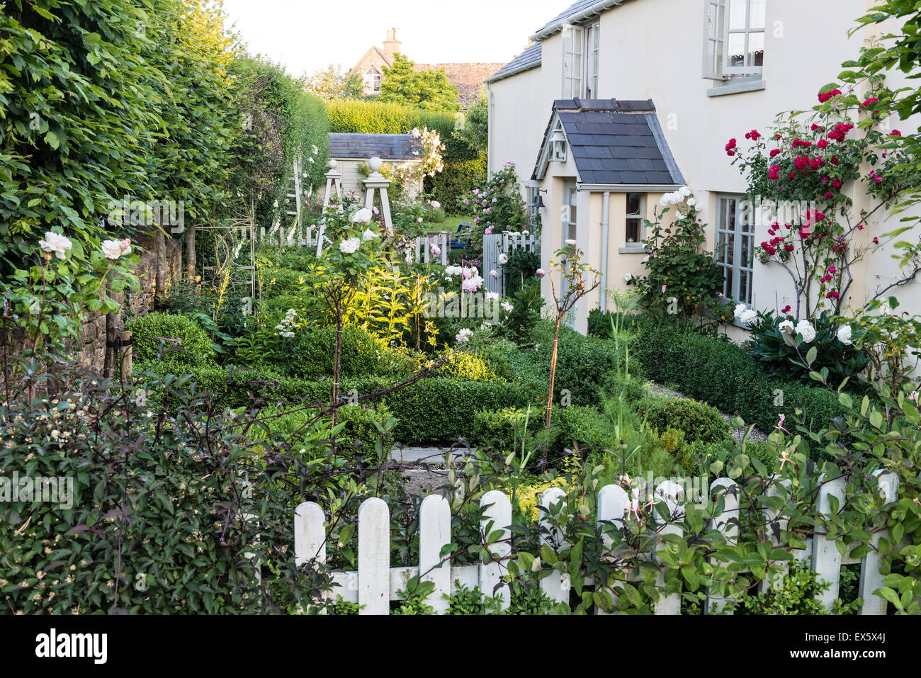 Caprifoglio crescente lungo un white Picket Fence in english country garden Foto Stock