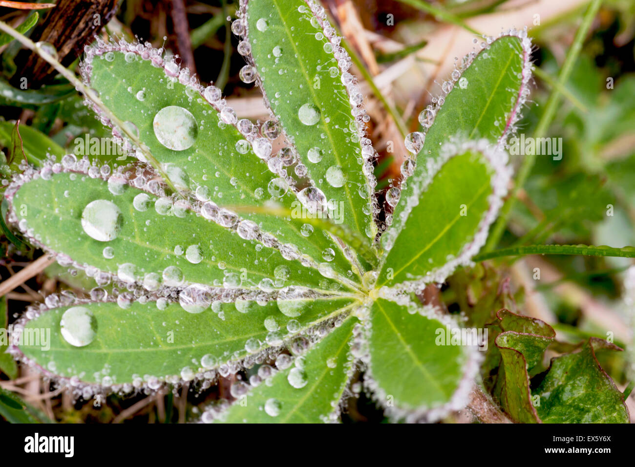 Lupin lascia il contenimento dell'acqua cade dopo la pioggia. Preso in Vik Islanda Foto Stock