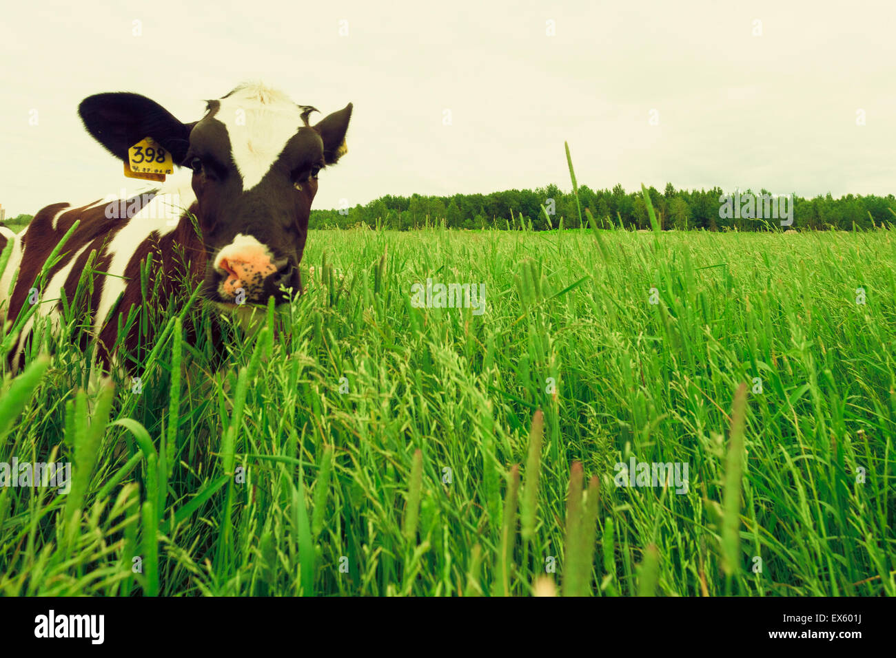 Latte di mucca e di campo di erba fresca Foto Stock