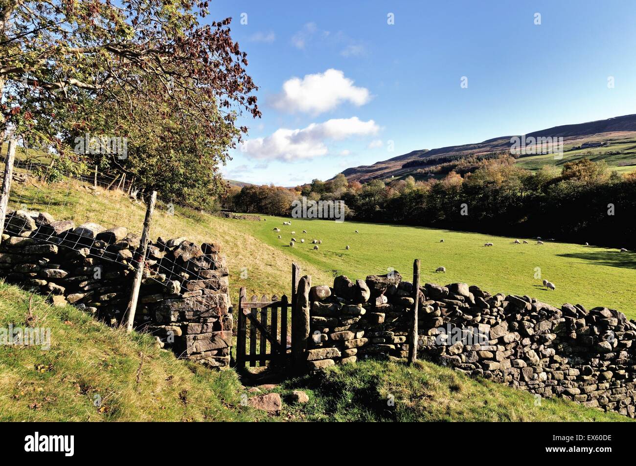 Il sentiero pedonale e cancello in Muker Swaledale North Yorkshire Foto Stock