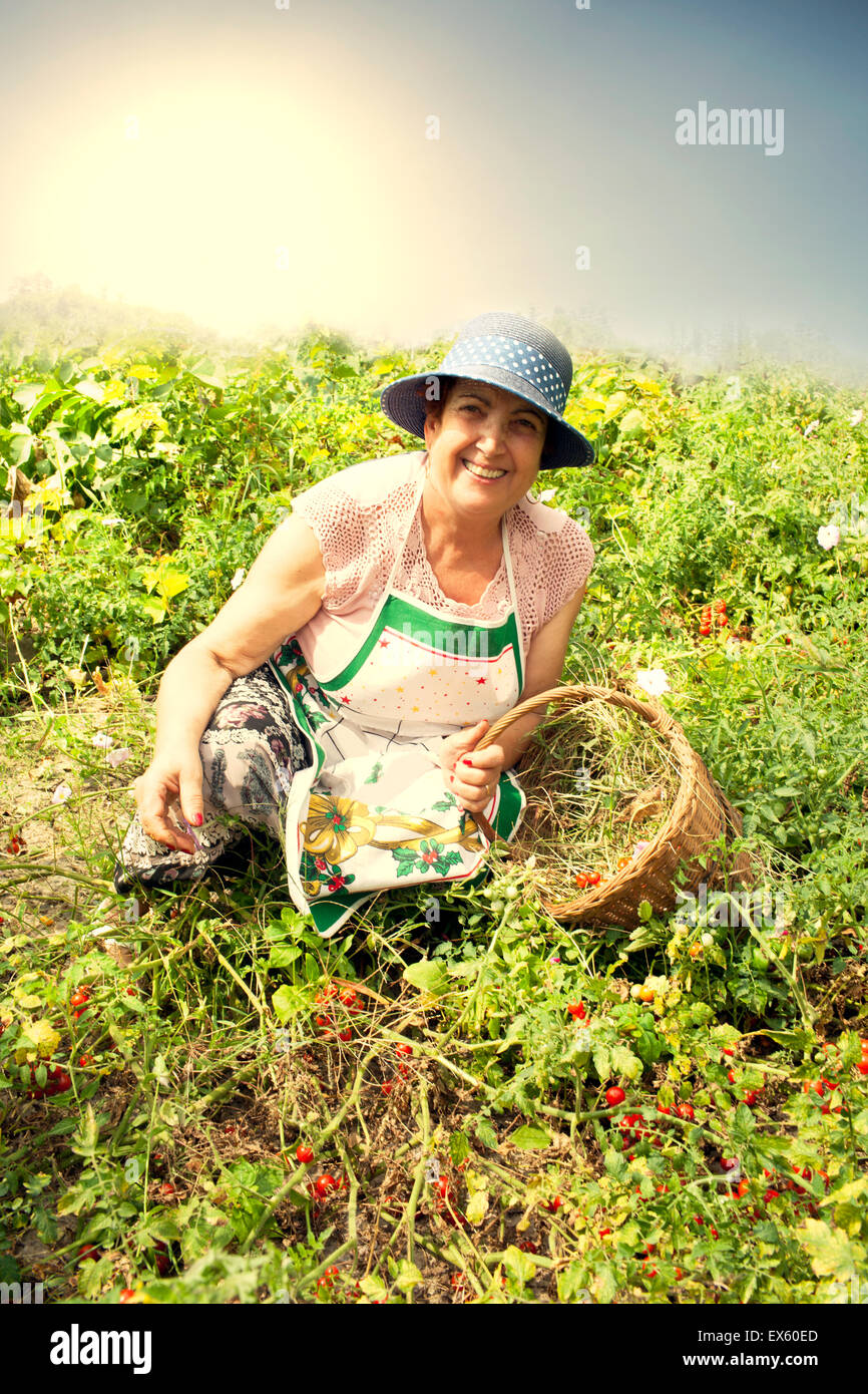 Senior donna Raccolta di pomodori ciliegini Foto Stock