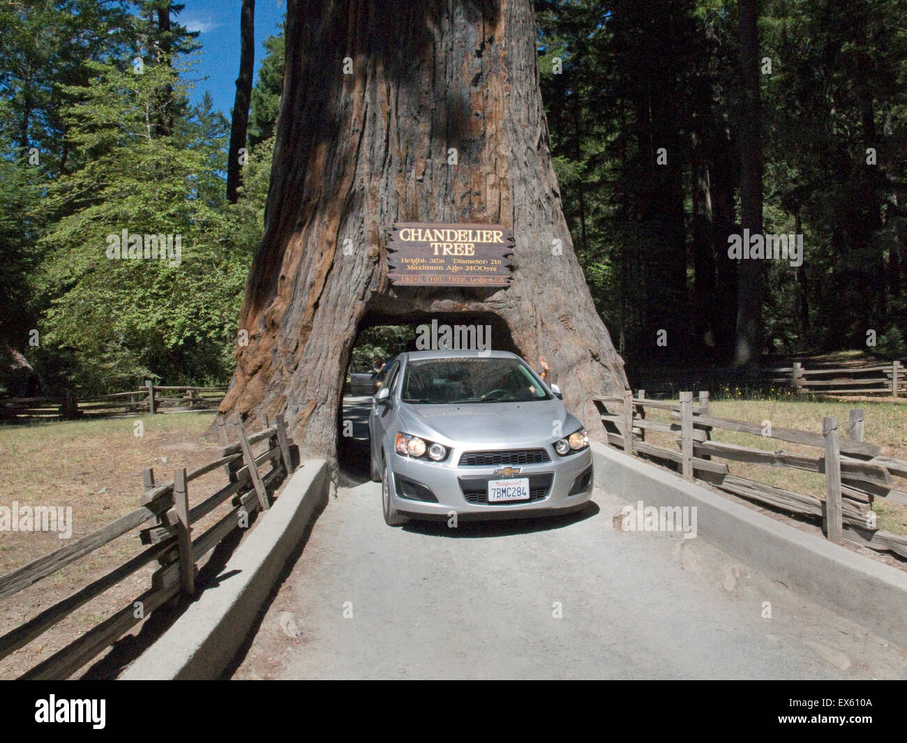 Leggett, California. Lampadario di albero in albero Drive-Thru Park, un coast redwood tree con un foro grande abbastanza per guidare attraverso. Foto Stock