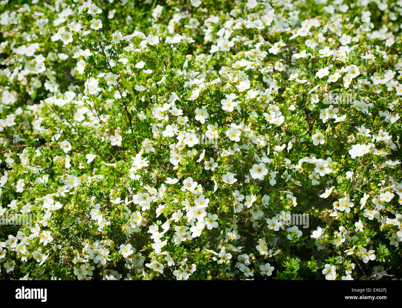 Estate fiori bianchi sullo sfondo Foto Stock