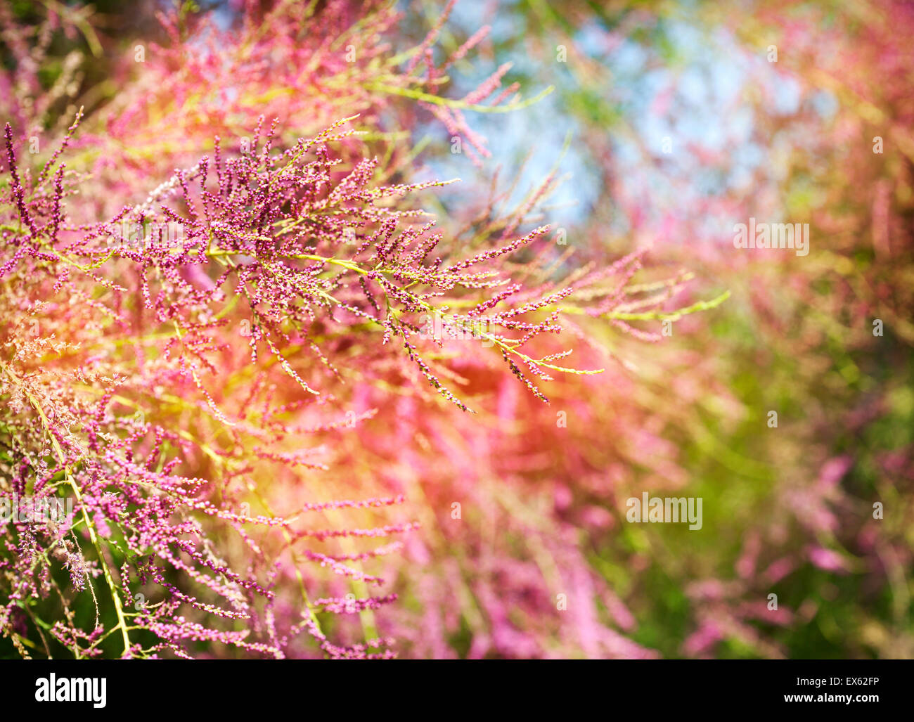 Bella estate albero fiori di rosa. Estate Natura sfondo Foto Stock