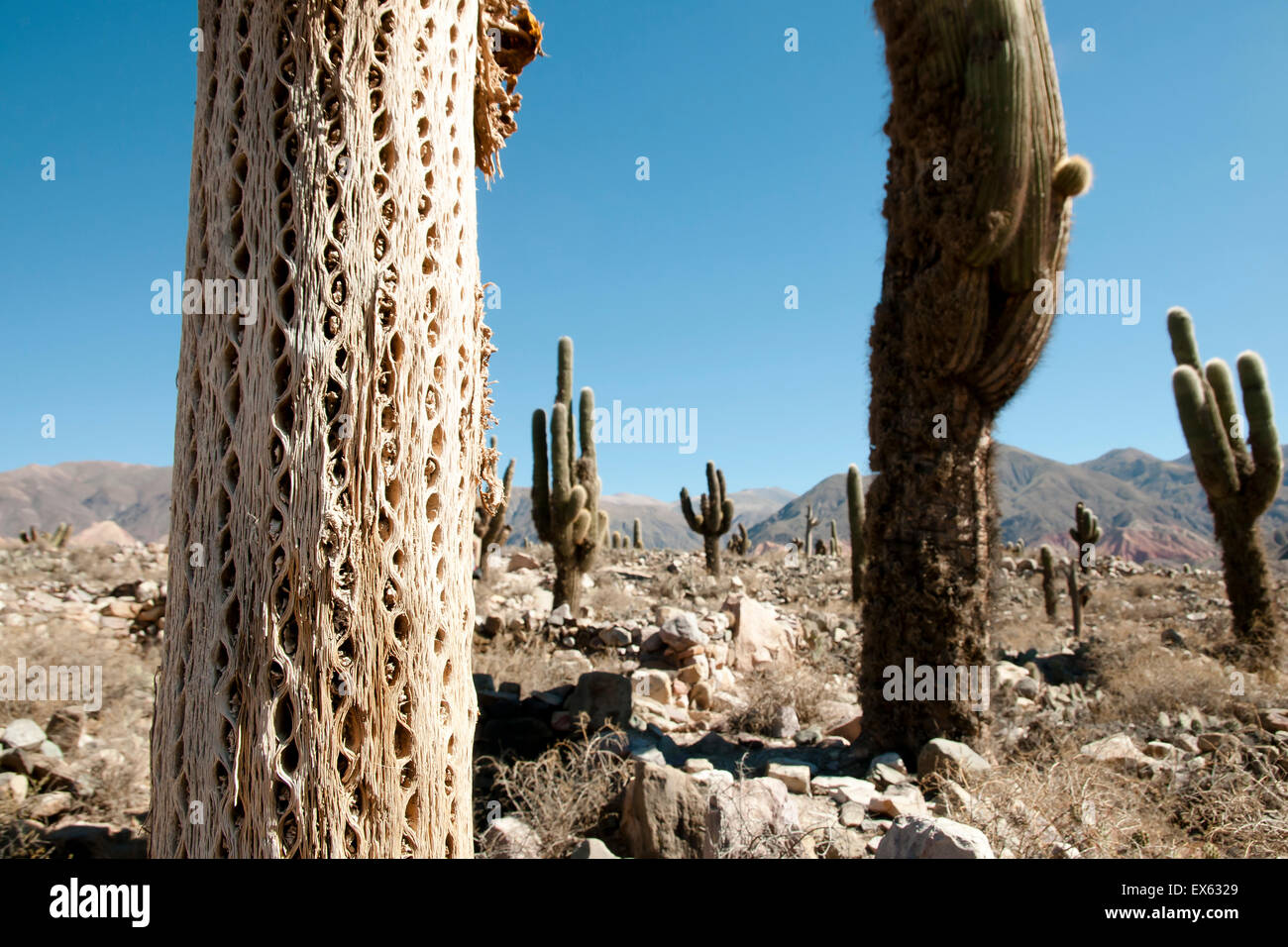 Struttura del cactus Foto Stock