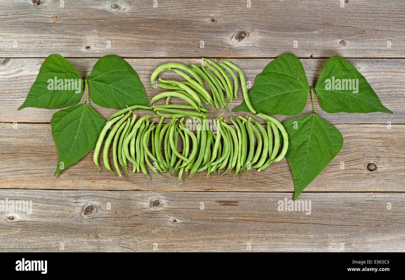 Alta Vista angolato di fresco raccolte boccola verde fagioli e foglie organizzato su rustiche tavole in legno. Foto Stock