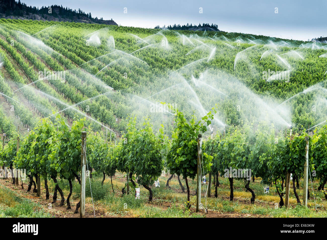 Irrigazione dei vigneti vicino a Osoyoos, British Columbia, Canada Foto Stock