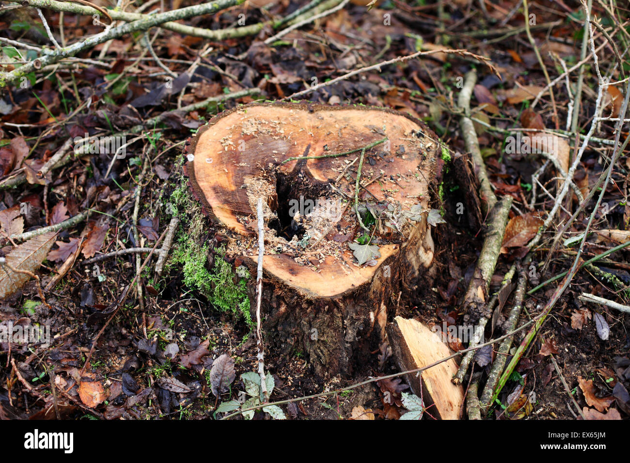 Si tratta di una vista superiore foto di un albero radici che è appena tagliata. Si tratta di un campo di foresta di Francia Foto Stock