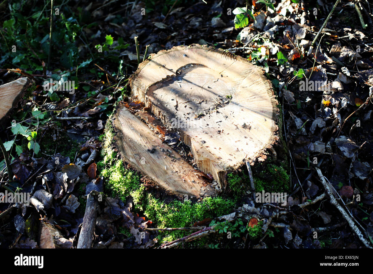 Si tratta di una vista superiore foto di un albero radici che è appena tagliata. Si tratta di un campo di foresta di Francia Foto Stock