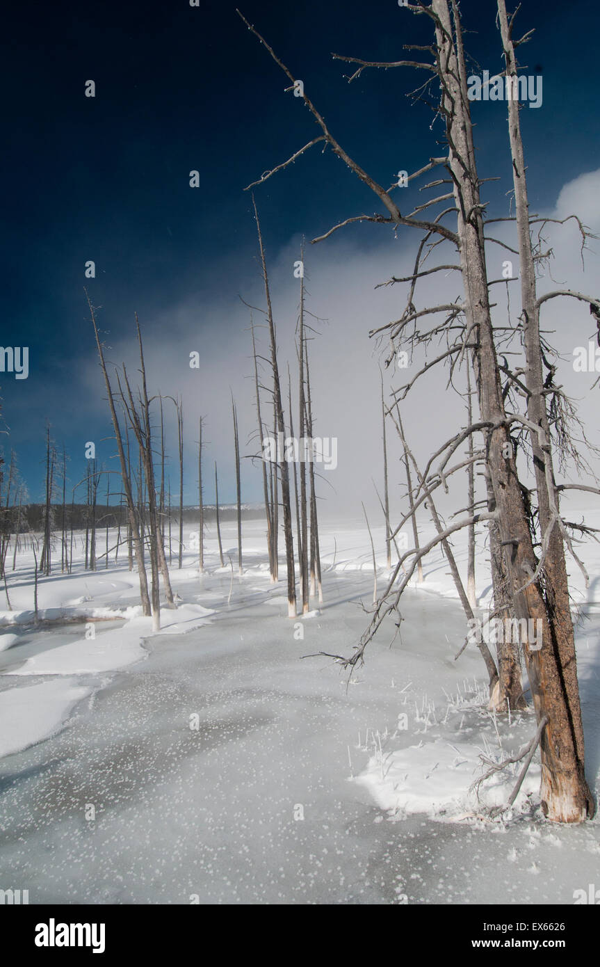Gli alberi morti (Lodgepole pino) in una area geotermica adiacente al fiume Firehole nel Parco Nazionale di Yellowstone, WY Foto Stock