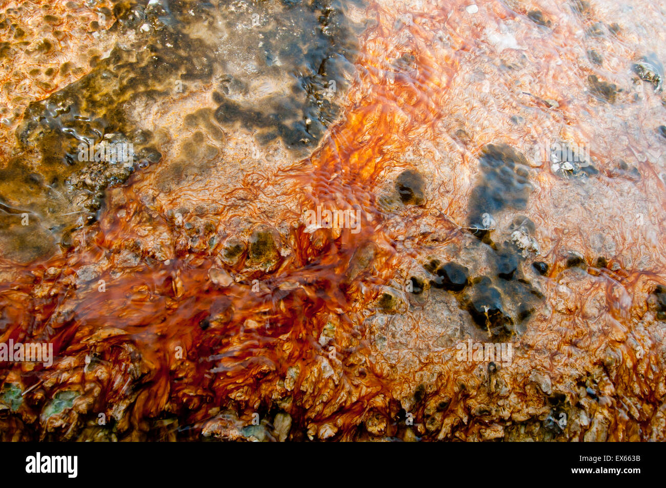 Alghe e microorganismi termofili in sorgenti calde nel Upper Geyser Basin nel Parco Nazionale di Yellowstone WY Foto Stock