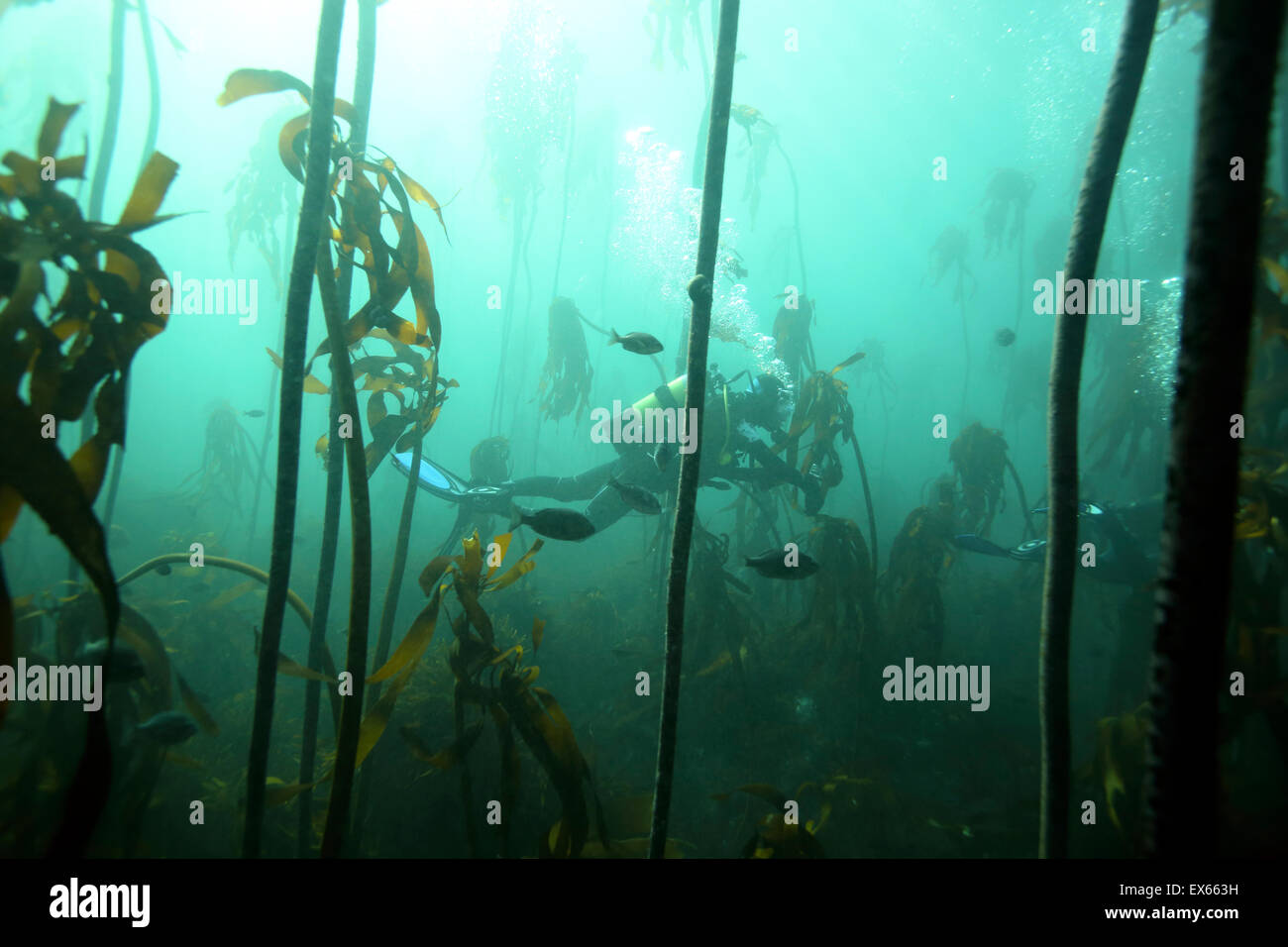 Scuba diving attraverso la foresta di kelp a Cape Town, Sud Africa Foto Stock