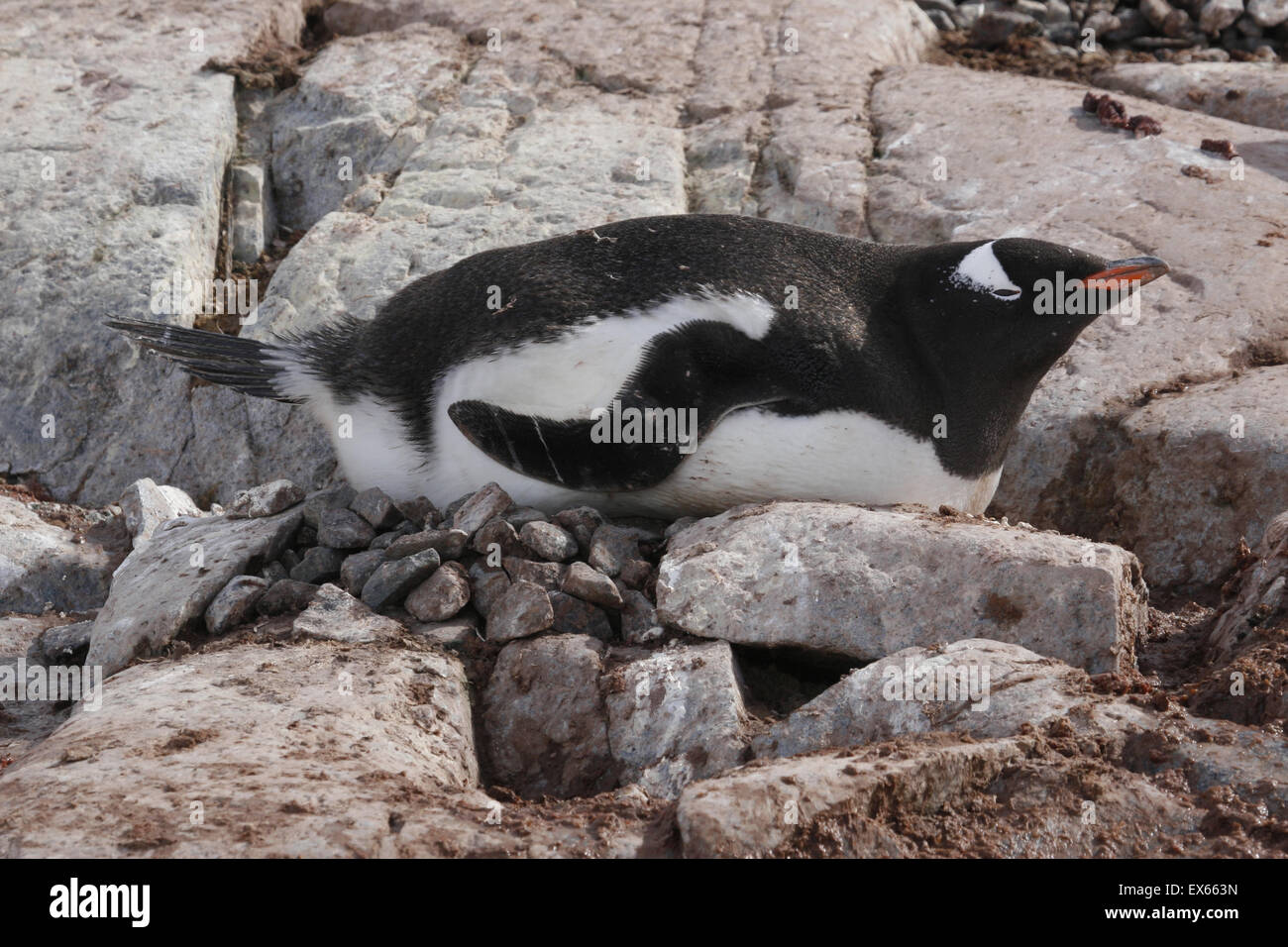 Pinguino gentoo su nest petermann island antartide Foto Stock