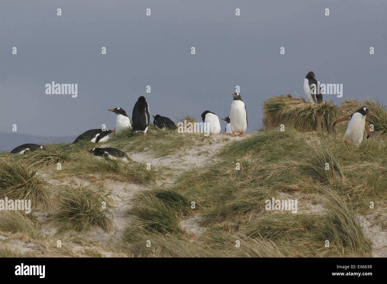 Gruppo di pinguini Gentoo sulle dune di sabbia di falklands Foto Stock