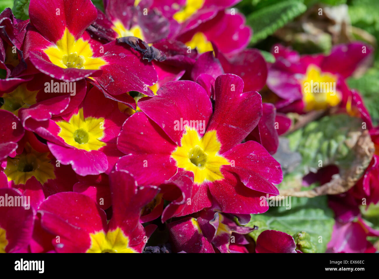 Primo piano della bellissima primula rossa in giardino - stock photo Foto Stock