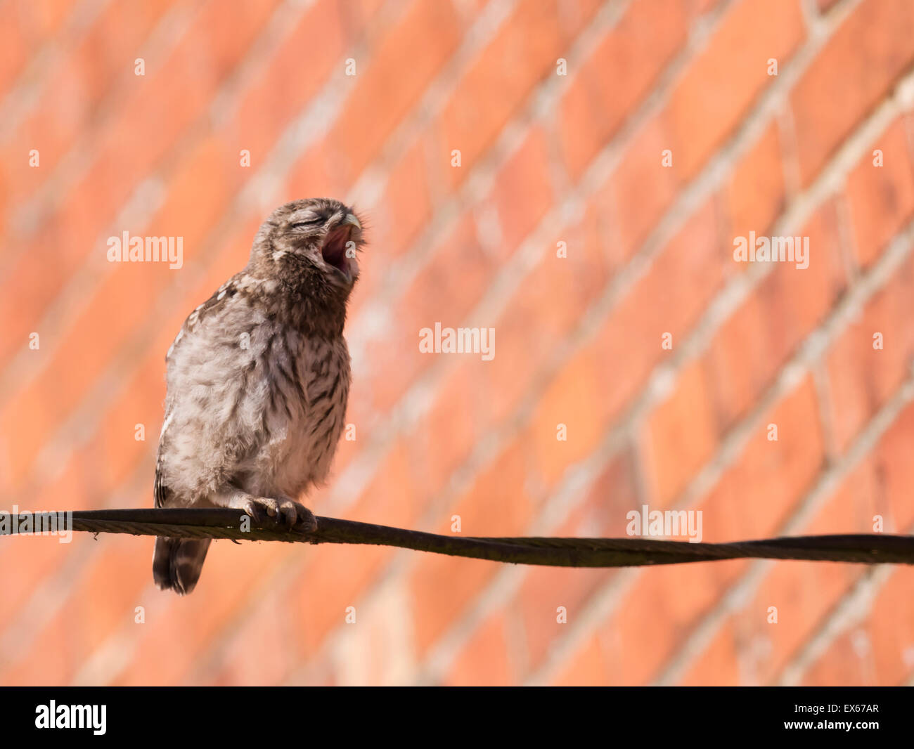 Piccolo uccellino Civetta (Athene noctua) sbadigli Foto Stock