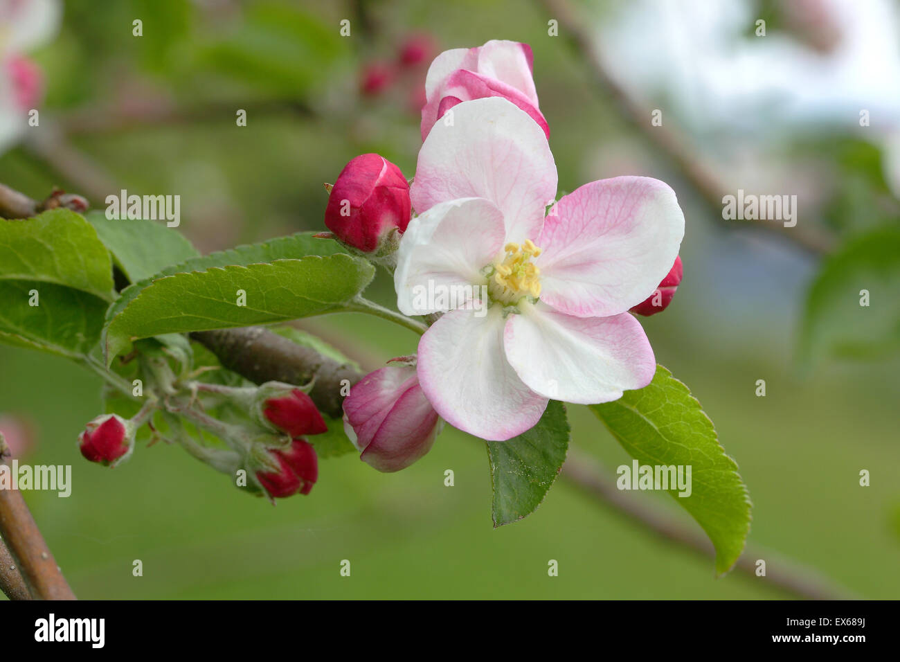 Unione Crab Apple (Malus sylvestris), filiale di fioritura, Nord Reno-Westfalia, Germania Foto Stock