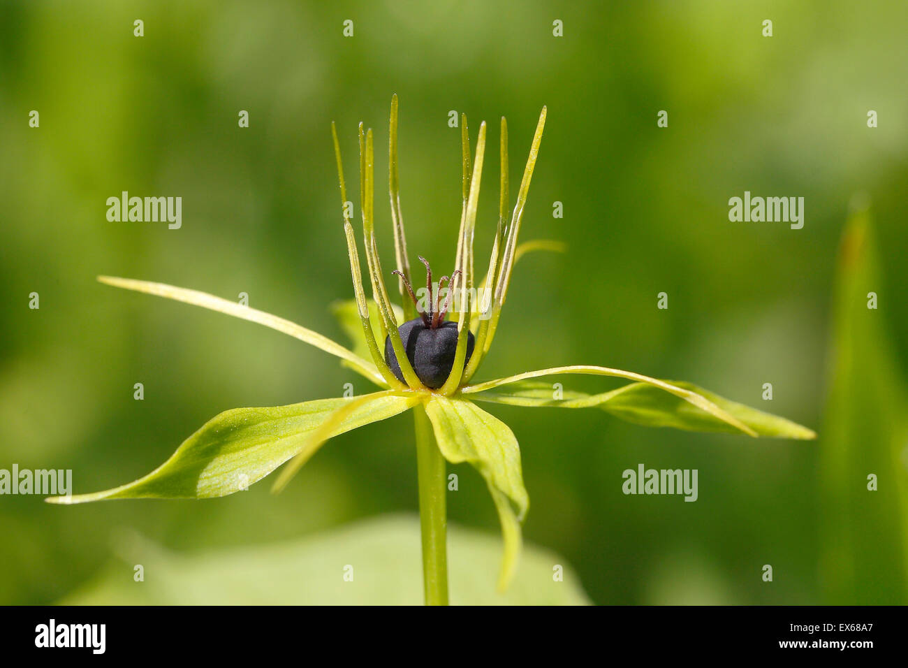 Herb Paris (Paris quadrifolia), fiore, Mackenberg riserva naturale, Nord Reno-Westfalia, Germania Foto Stock