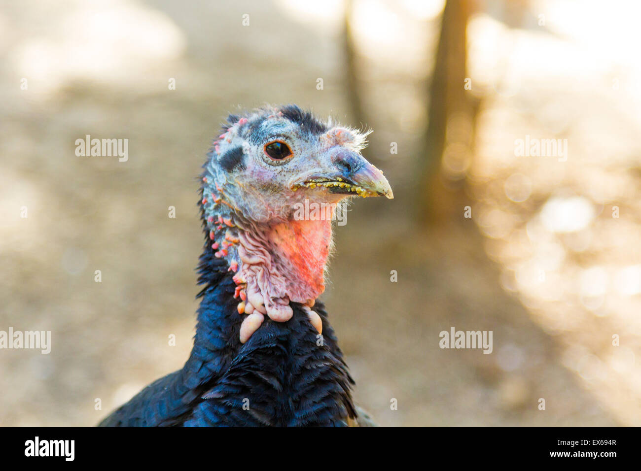 nazionale Turchia Foto Stock