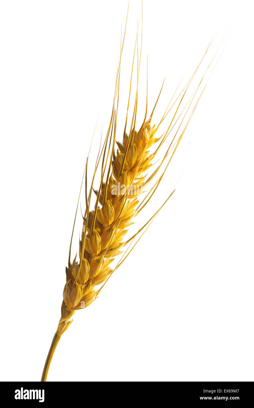 Ancora la vita di grano Foto Stock