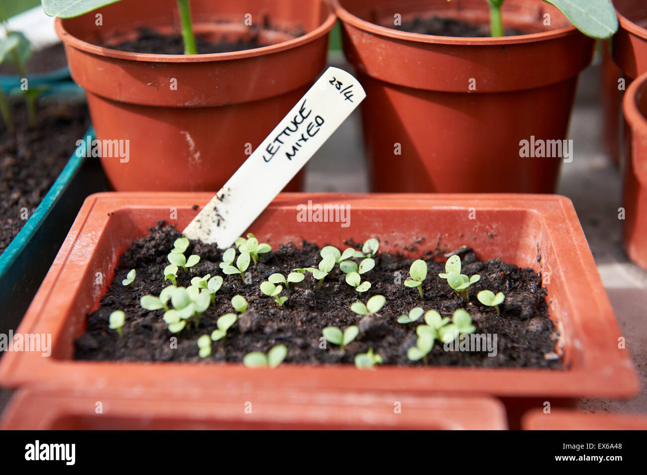 La misticanza piantine che crescono in un Mini vassoio del compost in una serra. Foto Stock