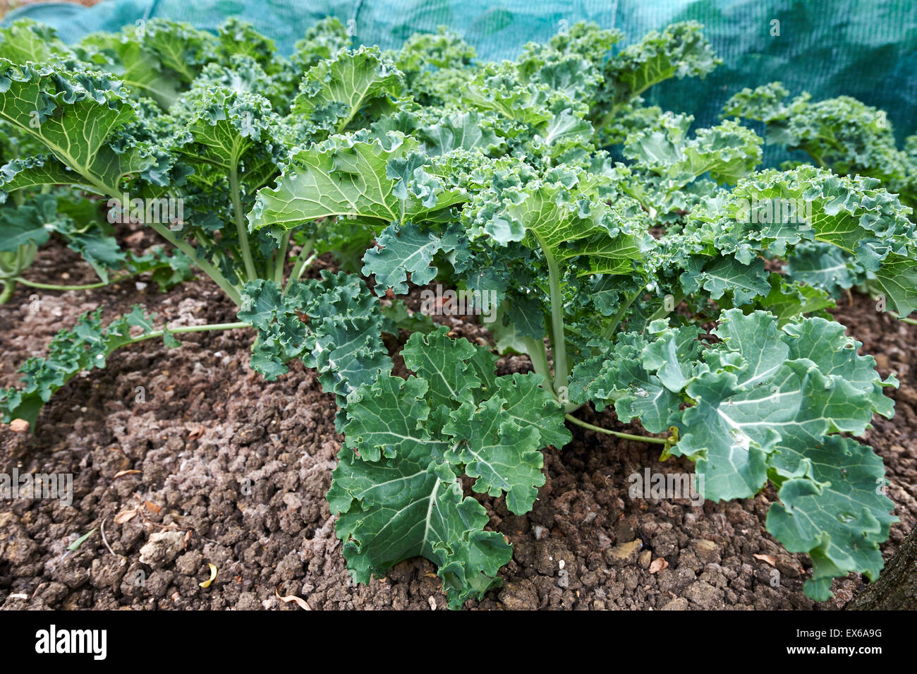 Kale piante che crescono in un orto. Foto Stock