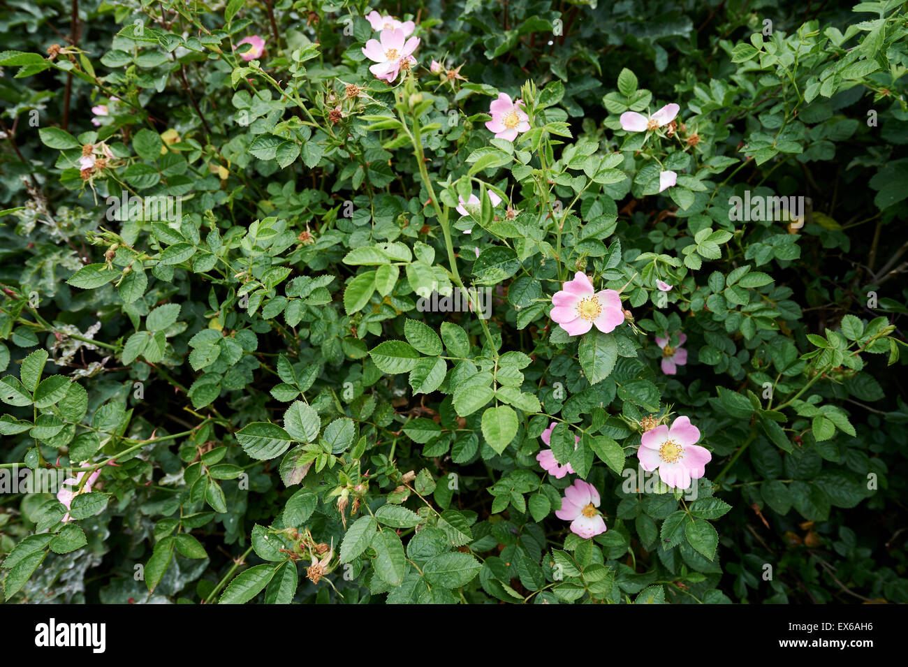 Nativo di misti Hedge con Rambling Rosa rosa. Foto Stock