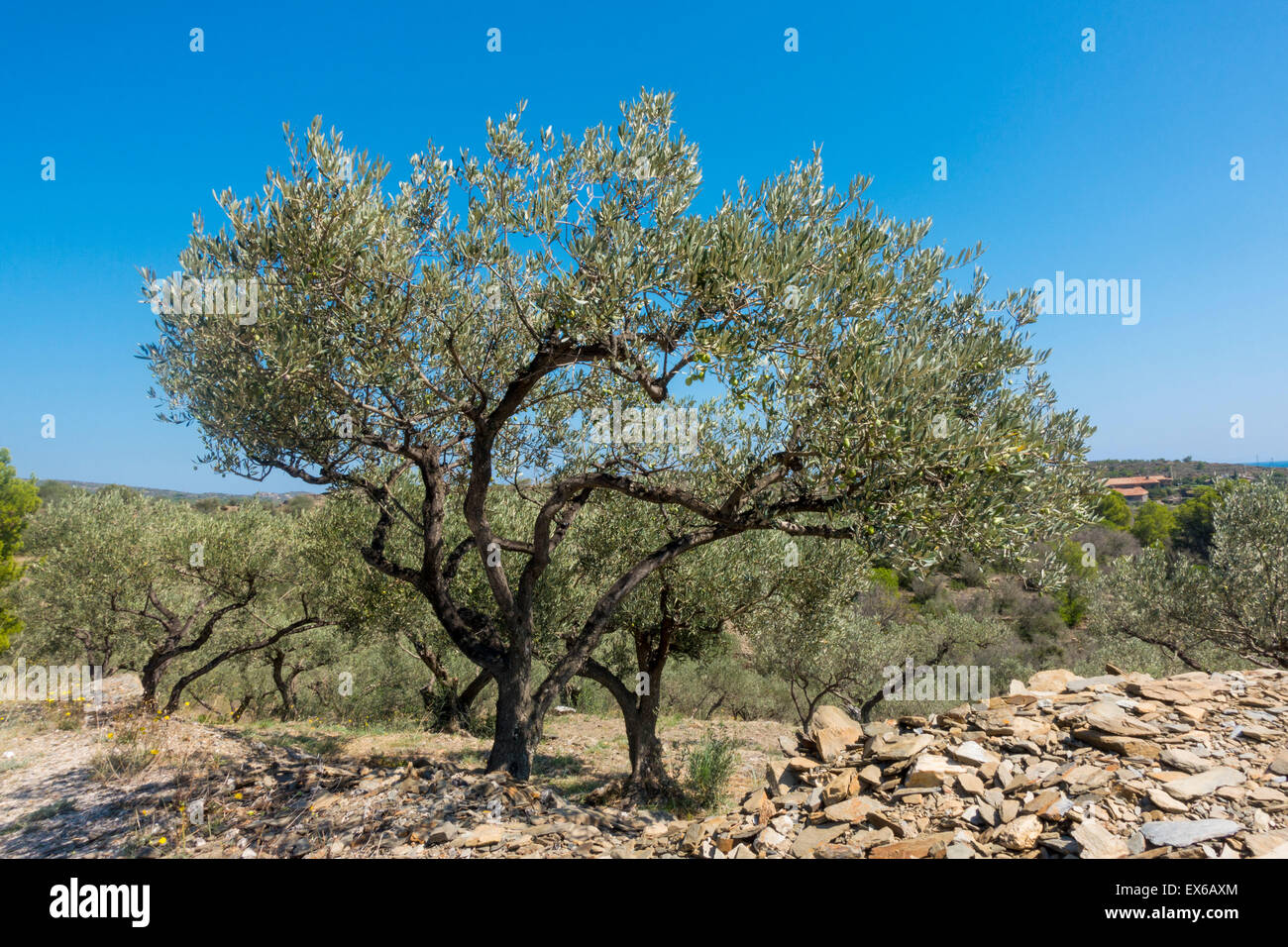 Olivenbaum, Costa Brava, Katalonien, Spanien Foto Stock