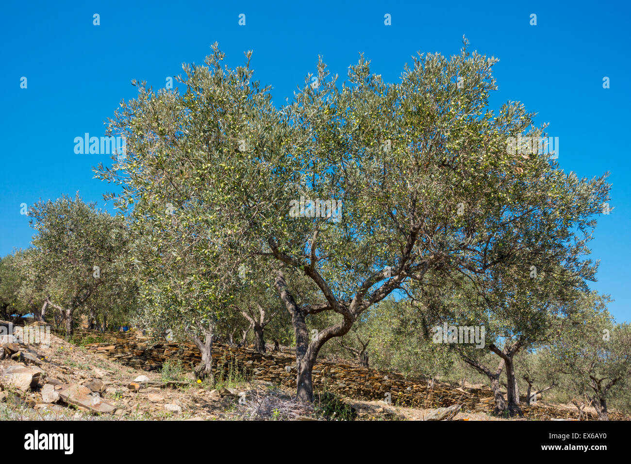 Olivenbaum, Costa Brava, Katalonien, Spanien Foto Stock