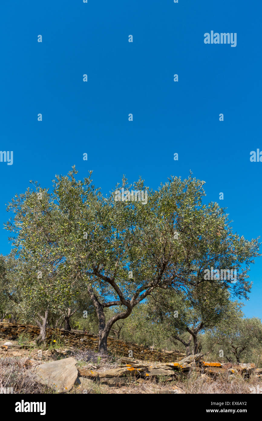 Olivenbaum, Costa Brava, Katalonien, Spanien Foto Stock