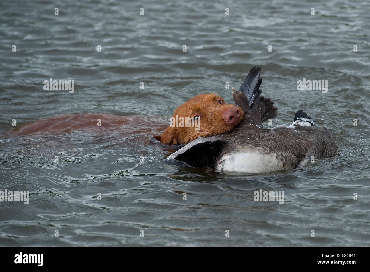 Wirehaired vizsla gundog recuperando un colpo d'oca acqua off Foto Stock